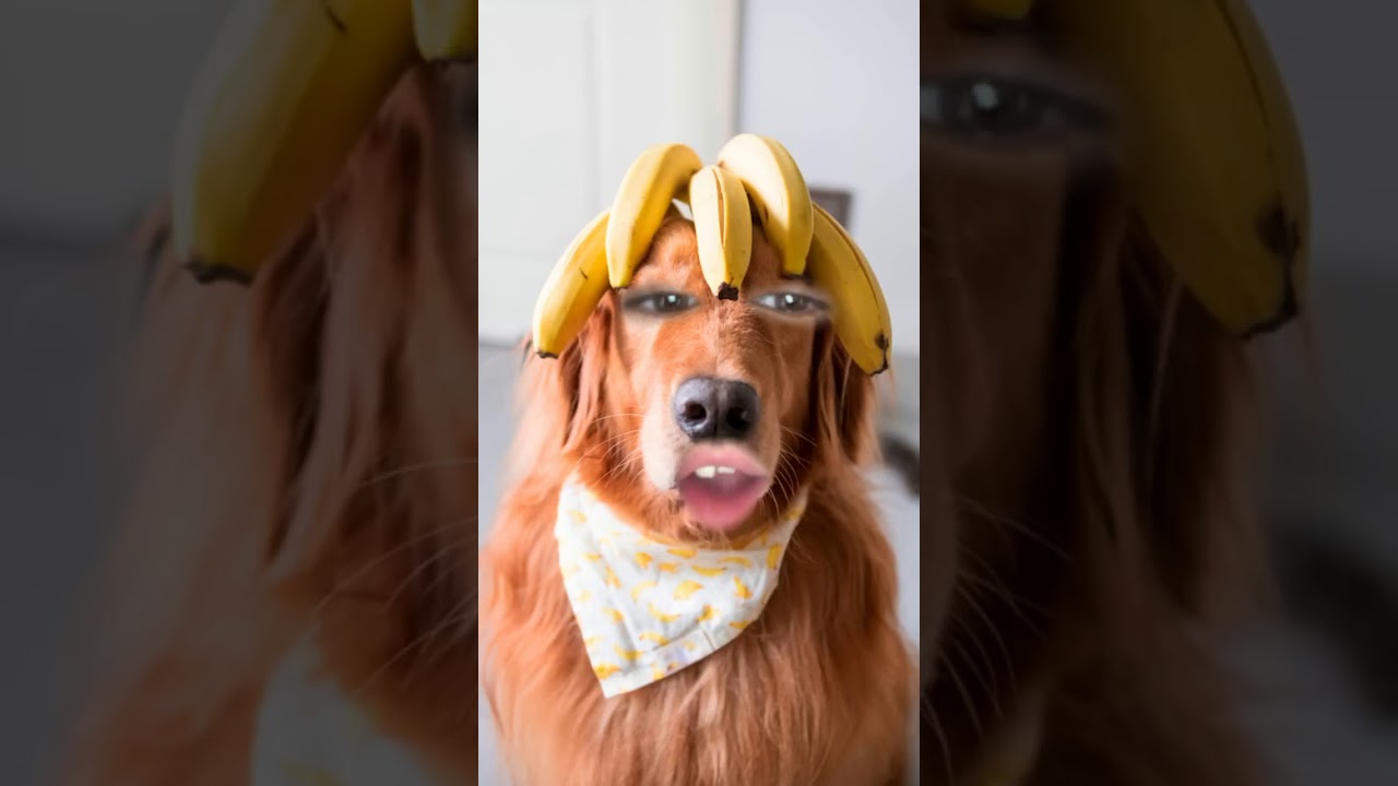 The banana dog YouTube