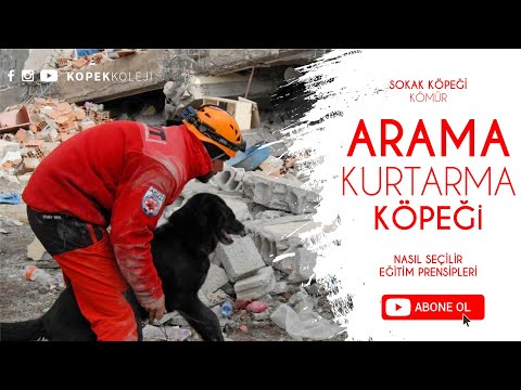 Video: Pet Scoop: Kayıp Arama ve Kurtarma Köpeği Bulunuyor