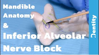 Mandible Anatomy & Inferior Alveolar Nerve Block Technique |  شرح عملي