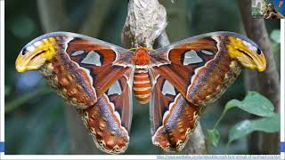 Moths in Your Backyard Webinar