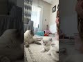 Kedilerimle zaman geçirme❤️