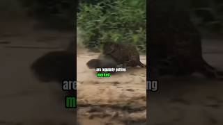 Why Dont Predators Eat Capybaras