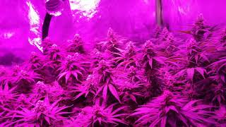 Day 28 flower cycle 818 headband cali connection