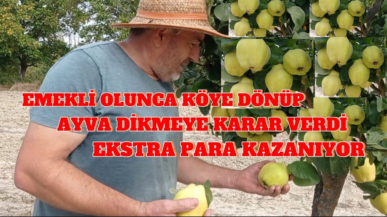 Emekli olunca köye dönüp Ayva yetiştiriciliği yapmaya başladı.Ege 22 cinsi Ayva dikti. #keşfet #ayva