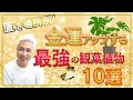 必見！ただ置くだけで金運アップ！最強の観葉植物10選