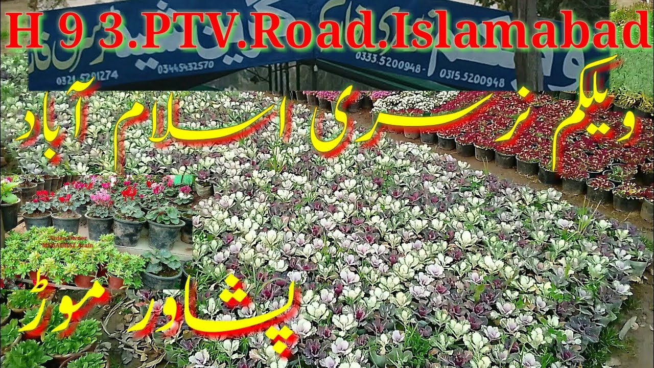 nursery visit H 93 PTV Road Peshawar mode Islamabad all variety plant
