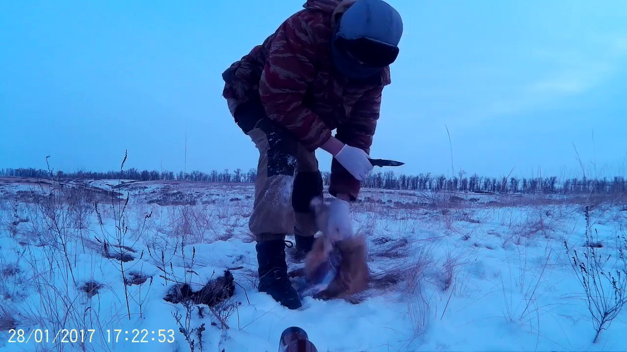 Как снять шкуру с Лисы на месте охоты - YouTube
