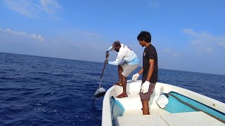Handline yellowfin tuna fishing with live baits