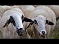 💛 La raza Xisqueta. Valle de Lierp, Huesca 🐑🐑🐑🐑