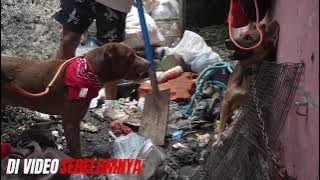 THANKS TO FLOKI, THE DOG THAT BITED ITS MASTER CAN BE TAMED ‼️