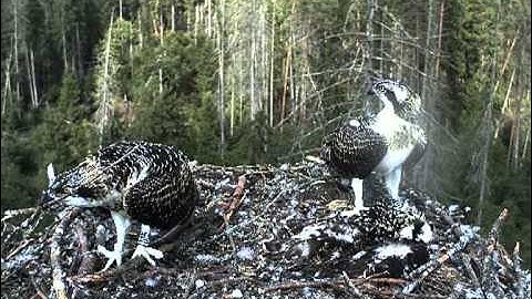 vlc record 2013 08 06 13h26m29s rtsp   193 40 133 138 80 live kalakotkas2