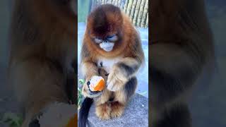 cute monkey eating #asmr #cute