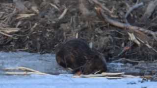 Bever Safari 24 April 2013