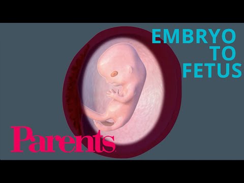 Embryo to Fetus - YouTube