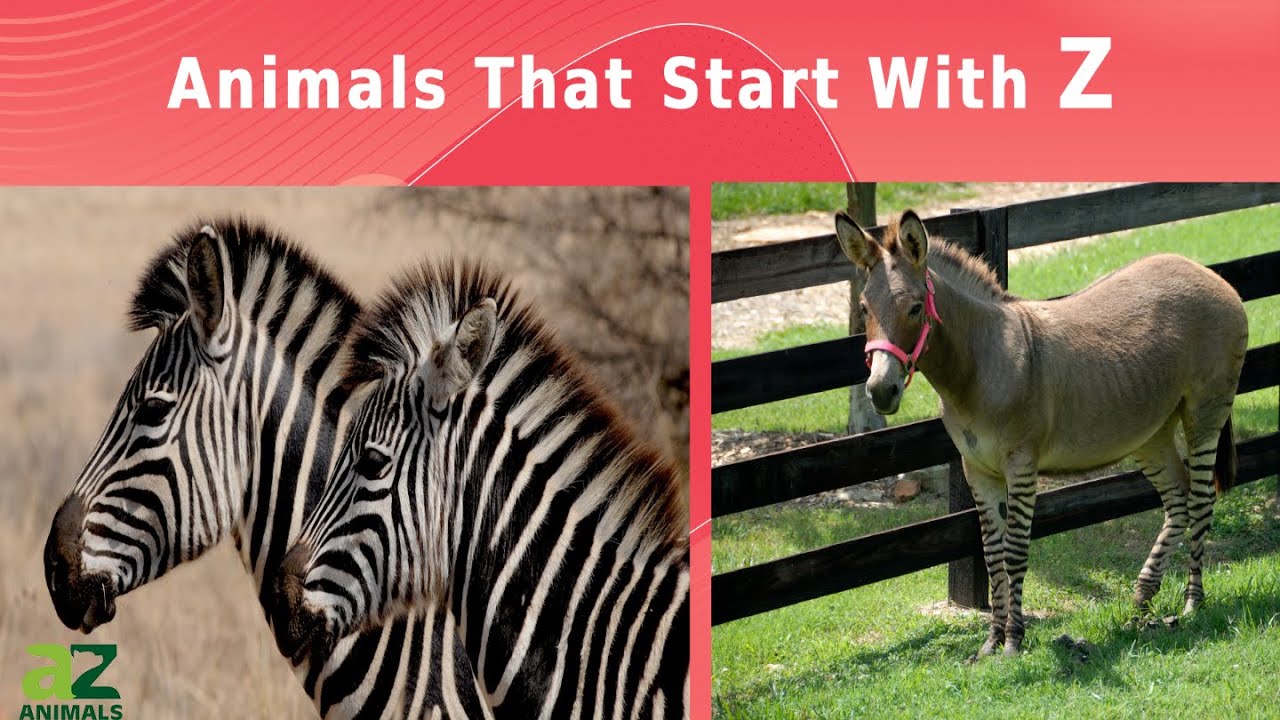 Animals that Start with Z - Listed With Pictures, Facts - AZ Animals