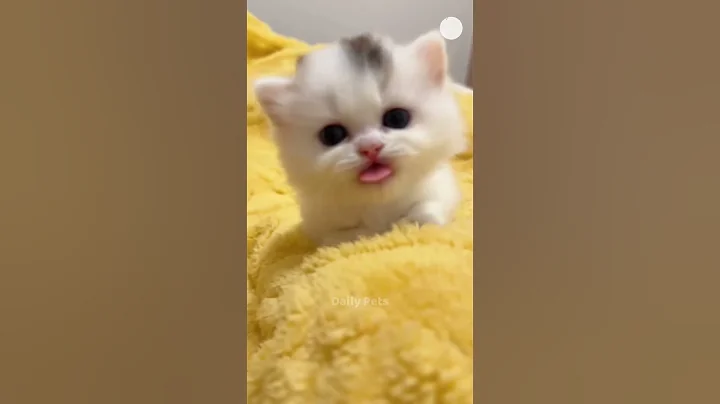 Watch the video about Cute Cats 🥰😻😻💕 #cute #cats #catshorts #kitten #meow #dailypets #shorts #catsofyoutube