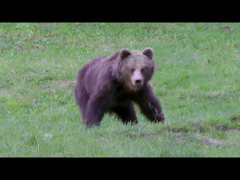 Video: Medvědi hnědí: dobromyslní stalkeři a nebezpečné pruty