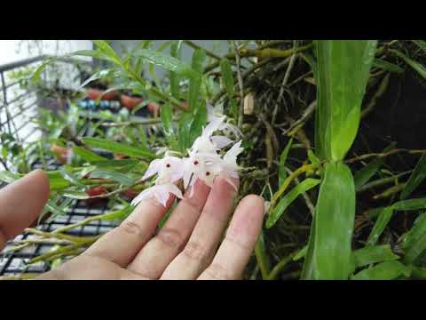 Chia sẻ cách thuần lan Hoàng Thảo Thập Hoa chuẩn | Foci