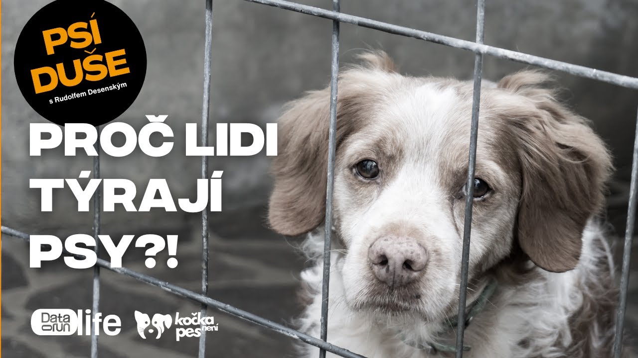 Jsou zvířata před týráním dostatečně chráněná? A proč jich lidi týrají tolik?