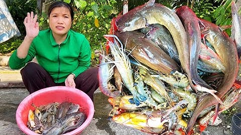 Nước rút cạn chài dính nhiều tôm sú tôm càng và cá ngát bự quá cuộc sống mưu sinh “Hoàng Lê Vlog “