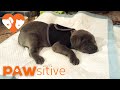 Breeder Was Going To Throw Out "Defective" Mastiff Puppy Until This Happens | PAWsitive 🧡