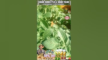 Update video of Potato Farm na ginamitan ng organic Fertilizer Grand Humus Plus and Grand Foliar.