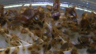 CNN: Bed bugs making a big comeback