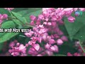 Ei sundor ful sundor fol (Lyrics video)  | Islamic Song Mp3 Song