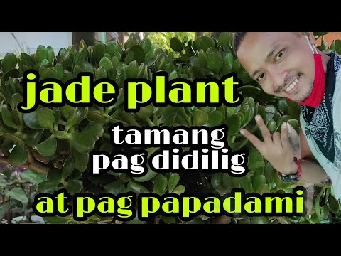 Video: Pruning Heavenly Bamboo Plants - Alamin Kung Kailan At Paano Pugutan ang Nandina Shrubs