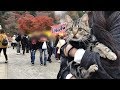 初めての紅葉狩りとたくさんの出店にテンション上がって遊びまくる猫
