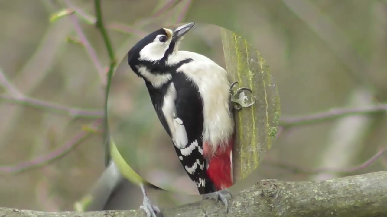 Birds in the forest in winter ; Vögel im Wald im Winter ; Păsări în pădure iarna