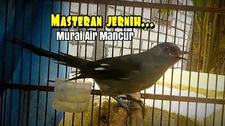 Suara jernih Murai Air mancur untuk masteran