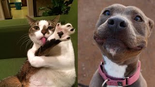 🤣 Funniest 🐶 Dogs and 😻 Cats - Awesome Funny Pet Animals Videos 😇 Best funny4 by Best Funny4 340 views 3 years ago 9 minutes, 59 seconds