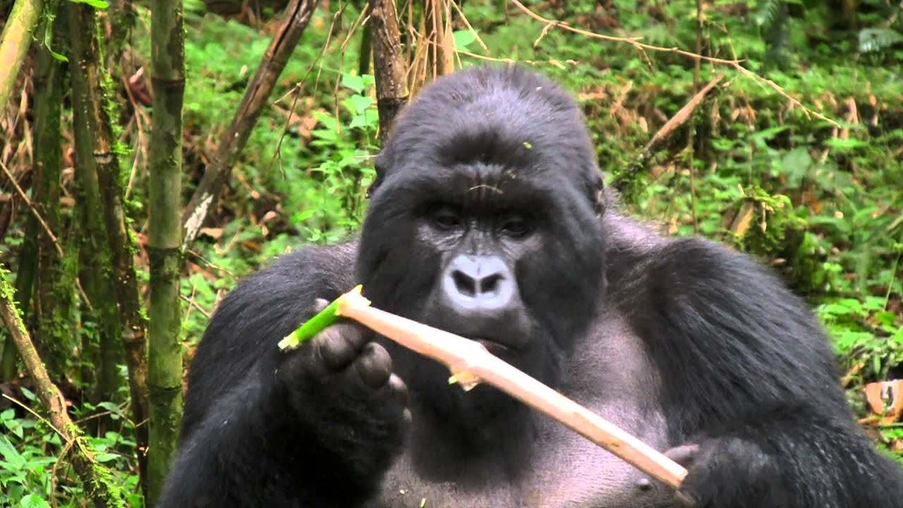 Mountain Gorilla Feasting on Bamboo YouTube