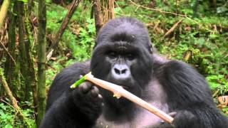 Mountain Gorilla Feasting on Bamboo