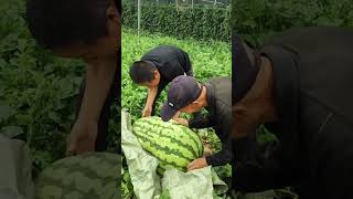 Modern Farming in USA #Agriculture #Harvesting #ModernFarming