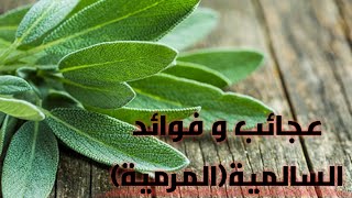 من عجائب السالمية (المرمية) في محاربة الكثير من الأمراض? ، سبحان الله الخالق