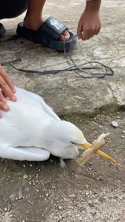 Bangau atau burung kuntul ya gaes coment dong #reels #shortvideo #shorts #happy #funny #burungbangau