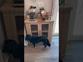 This Coffee Cart is Stunning