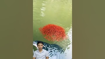 Cảm động cá lóc bông khủng tìm cách chạy trốn #cacconvat #docla #fishing