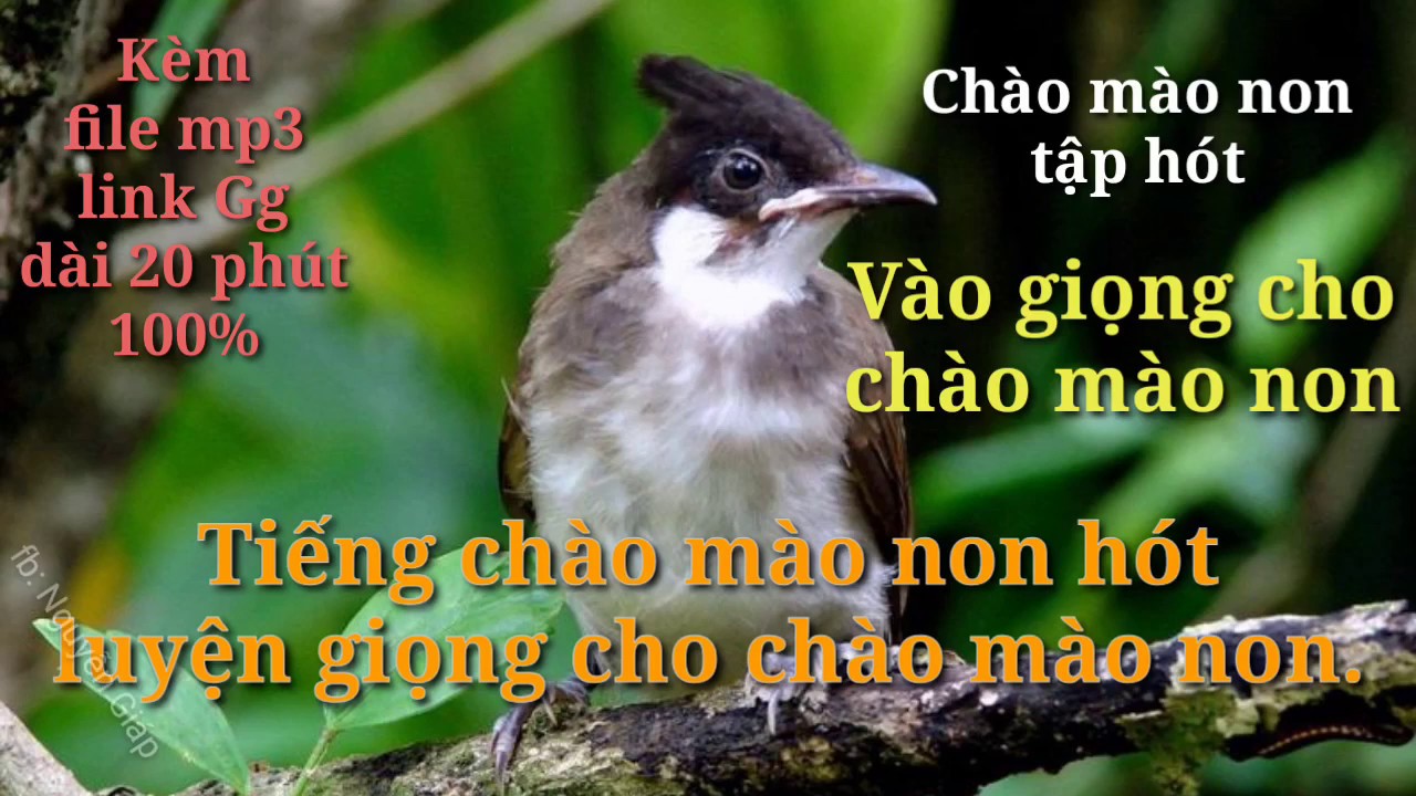 Luyện giọng cho chào mào non, chào mào non tập hót