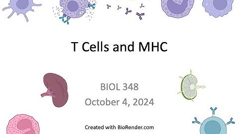 Immunology Fall 2024: Lecture 16 T cells and MHC