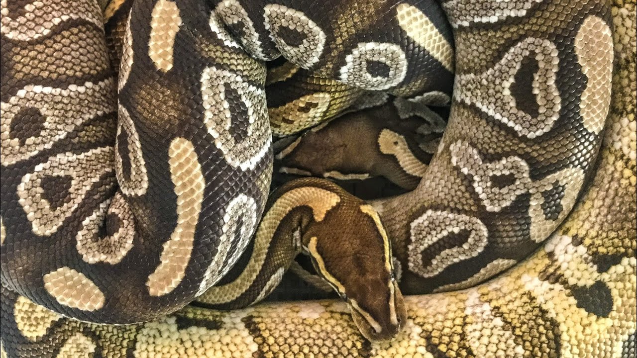 exotic pets australia Ball Python Basic Morphs