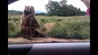 Polite Bear Waves Hello - a waving bear