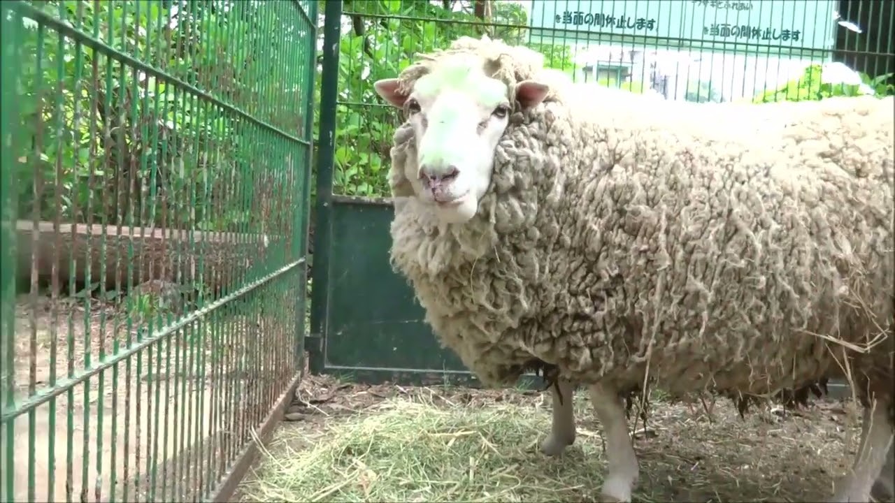 20220506 羊（宇都宮市八幡山公園動物舎） - YouTube