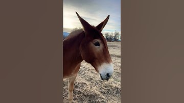 Is It A Mule Or Donkey #shortsviral #subscribe #youtubeshorts #donkey