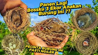 Mencari Sarang Burung || Panen Lagi 3 Ekor Anakan Burung Ini‼️