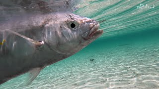 A Stranger and Fly Fishing Trevally In Maldives Flats