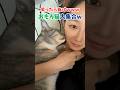 笑ったら負けwwwおもろ猫大集合w