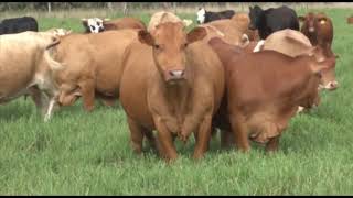 Beefmaster Crossbred Females